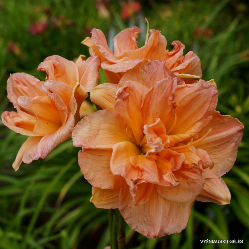 daylily 'Tall and Fancy' (2)