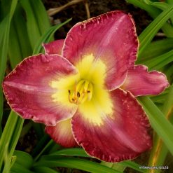 daylily 'The Last Flashpoint'