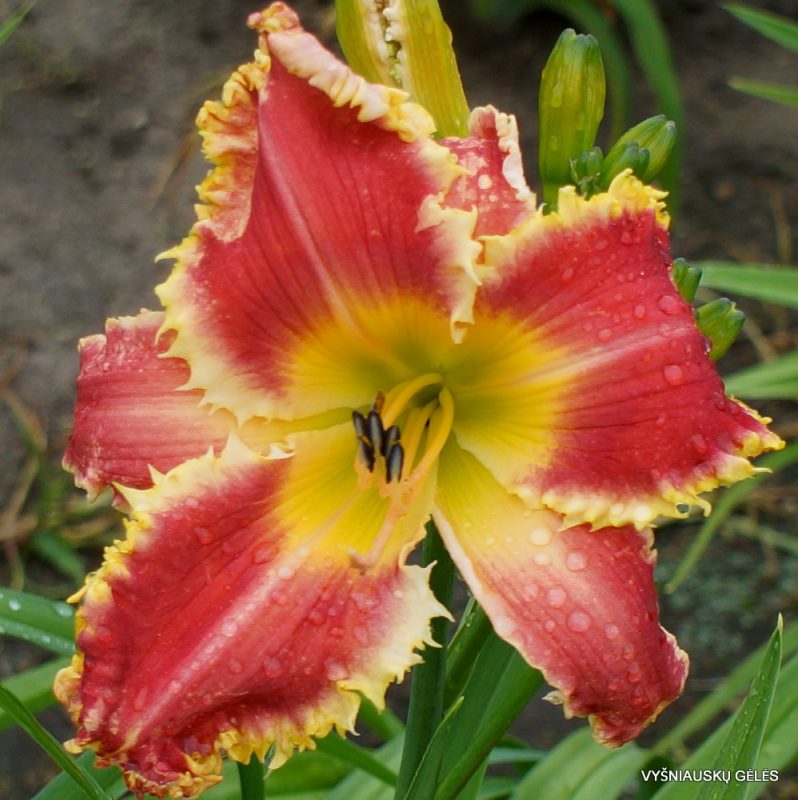 daylily 'The Orthodontist' (2)