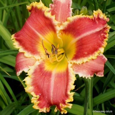 daylily ‘The Orthodontist’