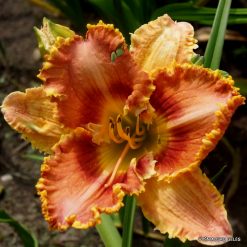 daylily 'Totally Hooked'