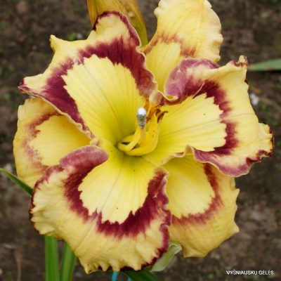 daylily 'Violet Stained Glass' (2)