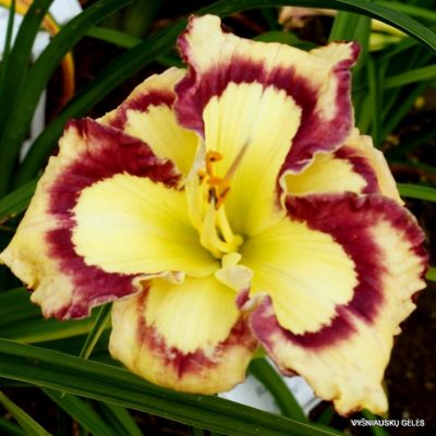 daylily ‘Violet Stained Glass’