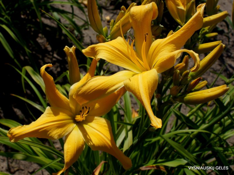 daylily 'Webster's Yellow Wonder' (2)