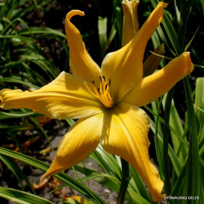 daylily 'Webster's Yellow Wonder'