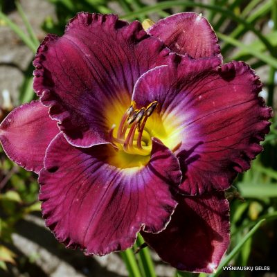 daylily 'What a Relief'