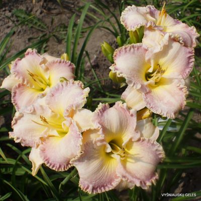 daylily 'Willow Dean Smith' (2)