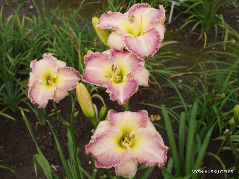 daylily 'Willow Dean Smith' (3)