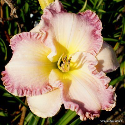 daylily ‘Willow Dean Smith’