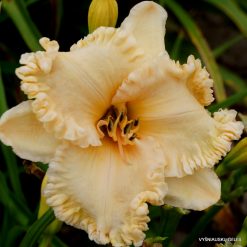 daylily 'Wrapped In Ruffles'