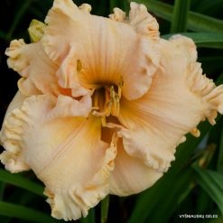 daylily 'Wrapped In Ruffles'