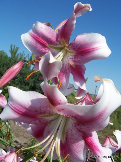 lily 'Anastasia' (2)