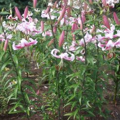 lily 'Anastasia' (3)