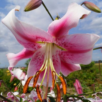 lily ‘Anastasia’