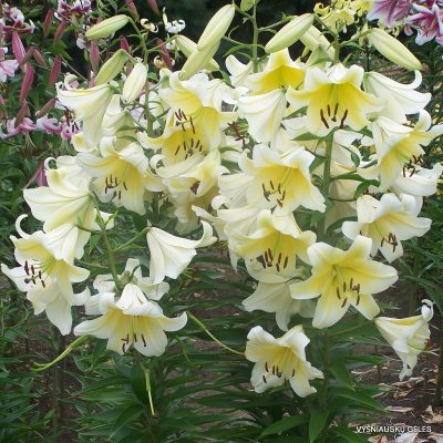 lily ‘Conca d‘Or’