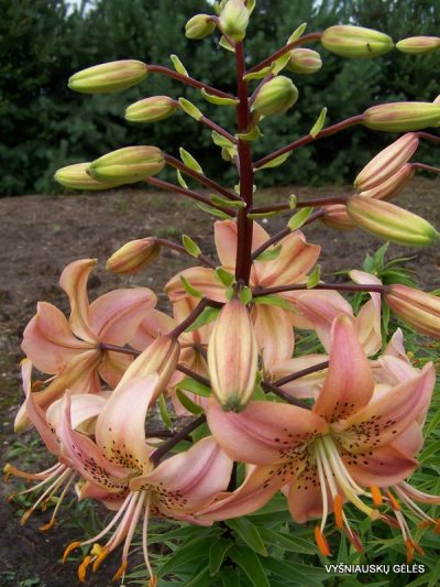 lily 'Daratelė' (2)