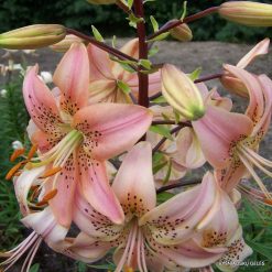 lily 'Daratelė'