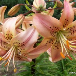 lily 'Daratelė' (3)