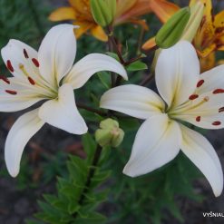 lily 'Janu Nakts'
