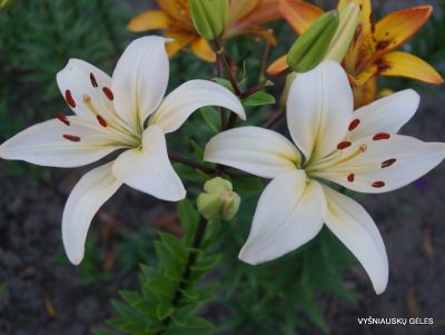 lily ‘Janu Nakts’