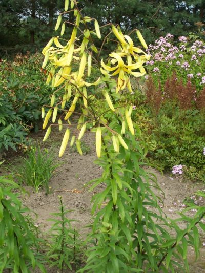 lily 'Latgale Sombrero' (2)