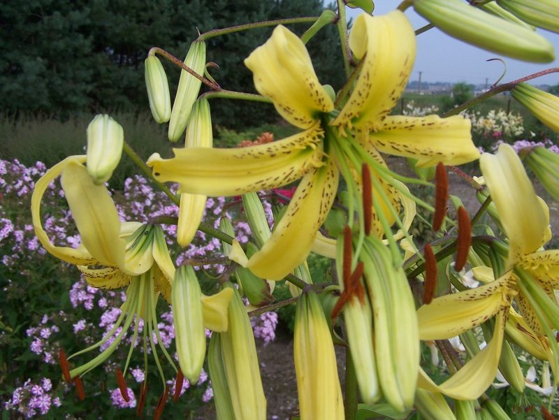 lily 'Latgale Sombrero' (3)