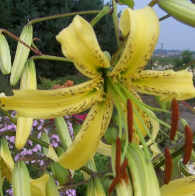 lily ‘Latgale Sombrero’
