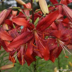 lily 'Lilit'