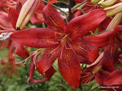 lily 'Lilit' (2)