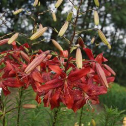 lily 'Lilit' (3)