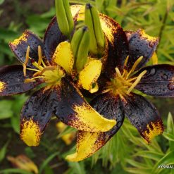 lily 'Lion Heart' (2)