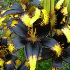 lily 'Lion Heart'