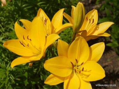 lily 'Oriolo' (2)