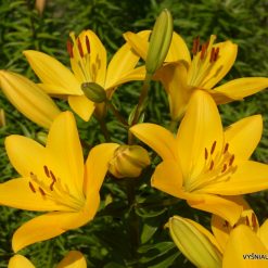 lily 'Oriolo' (3)