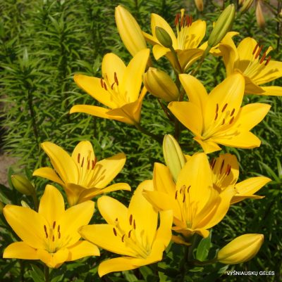 lily ‘Oriolo’