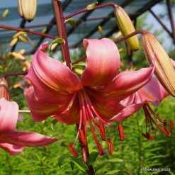 lily 'Pearl Jessica'