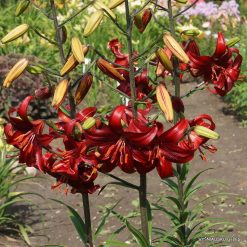 lily 'Red Velvet'