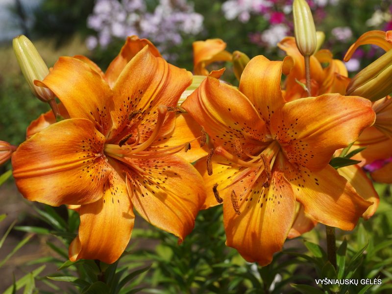 lily 'Saulėtekis' (2)