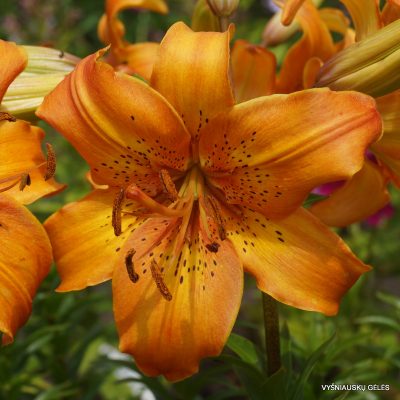 lily ‘Saulėtekis’