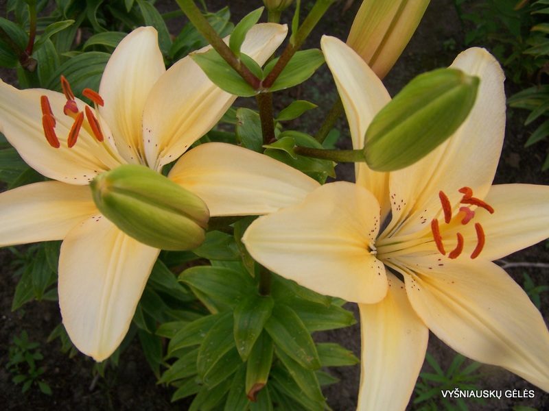 lily 'Tavel' (2)