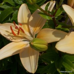 lily 'Tavel'