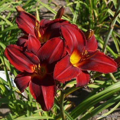 Daylily 'Agnes Elpers'