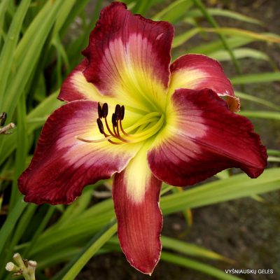 Hemerocallis 'Aaron Brown' (2)