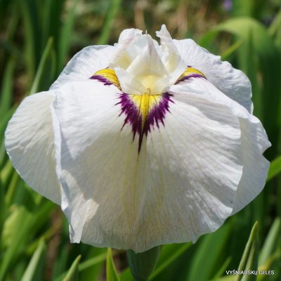 Iris ‘Yukiyanagi‘