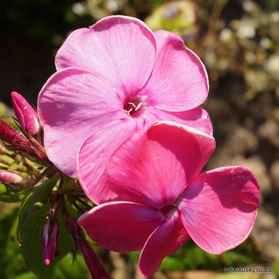 Phlox ‘Füllhorn‘ Phlox ‘Füllhorn‘