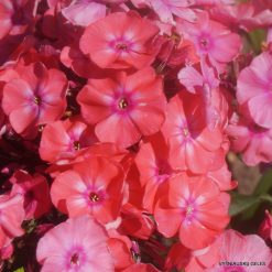 Phlox ‘Timur‘ (2)