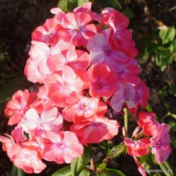 Phlox ‘Timur‘ (3)