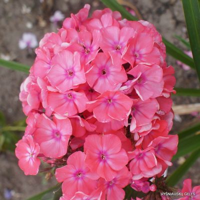 Phlox ‘Timur‘