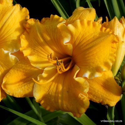 'Cheddar Ruffles'