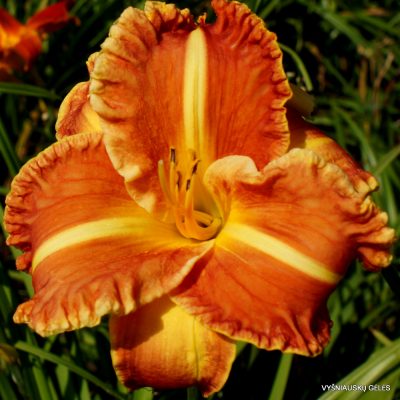 Daylily 'Butter Pecan'
